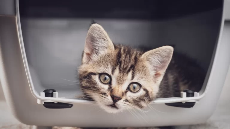 Read more about the article What is a USDA Licensed Transporter?