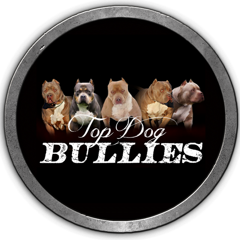 Xl Pitbull Xxl Bully Breeders Topdogbullies kennels puppies for sale rr