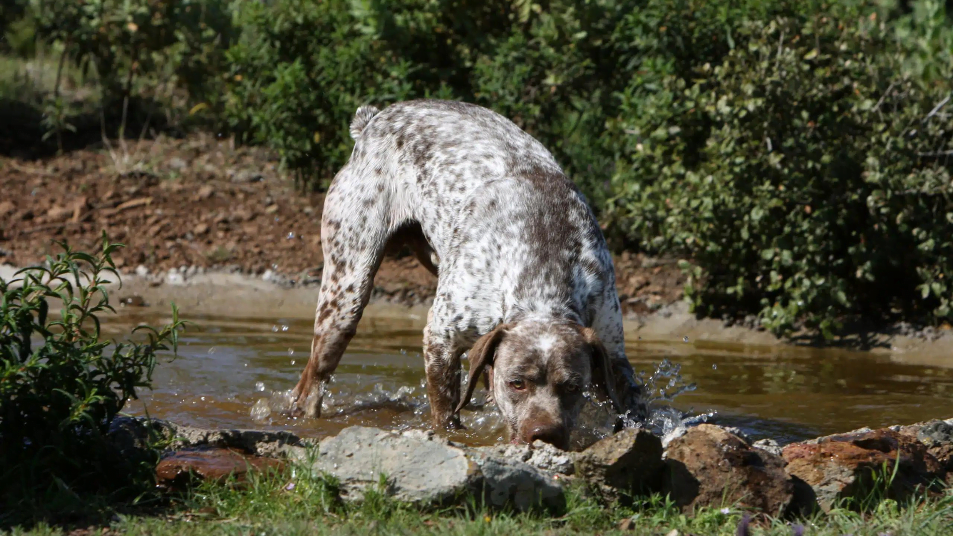 braque du bourbonnais is a mixed breed