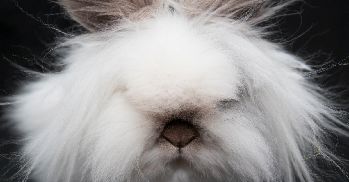 What is a Lionhead Rabbit and What's All The Fuss About Them?