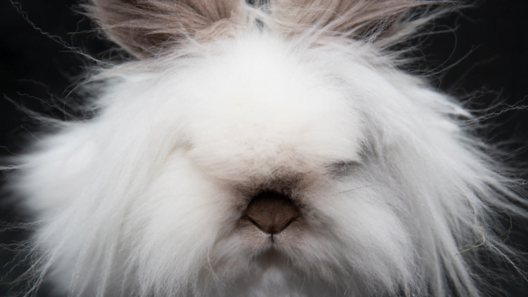 Read more about the article What is a Lionhead Rabbit and What’s All The Fuss About Them?