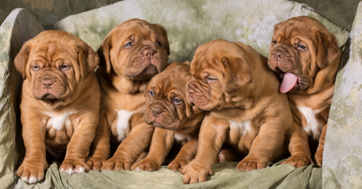 The Five Basic Steps to Creating a Cat or Dog Breeding Business