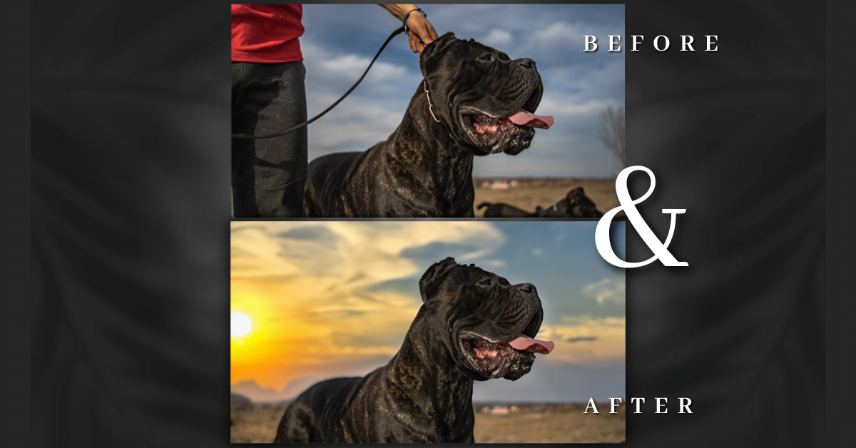 Photo Editing, Leash Removal, Photo Background Cleanup