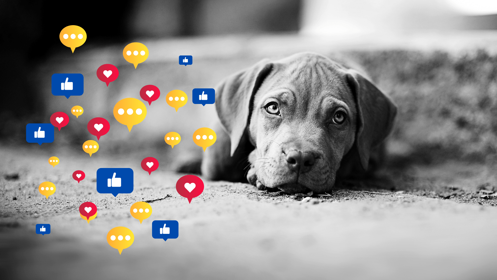 Navigating Breeder Professionalism on Social Media