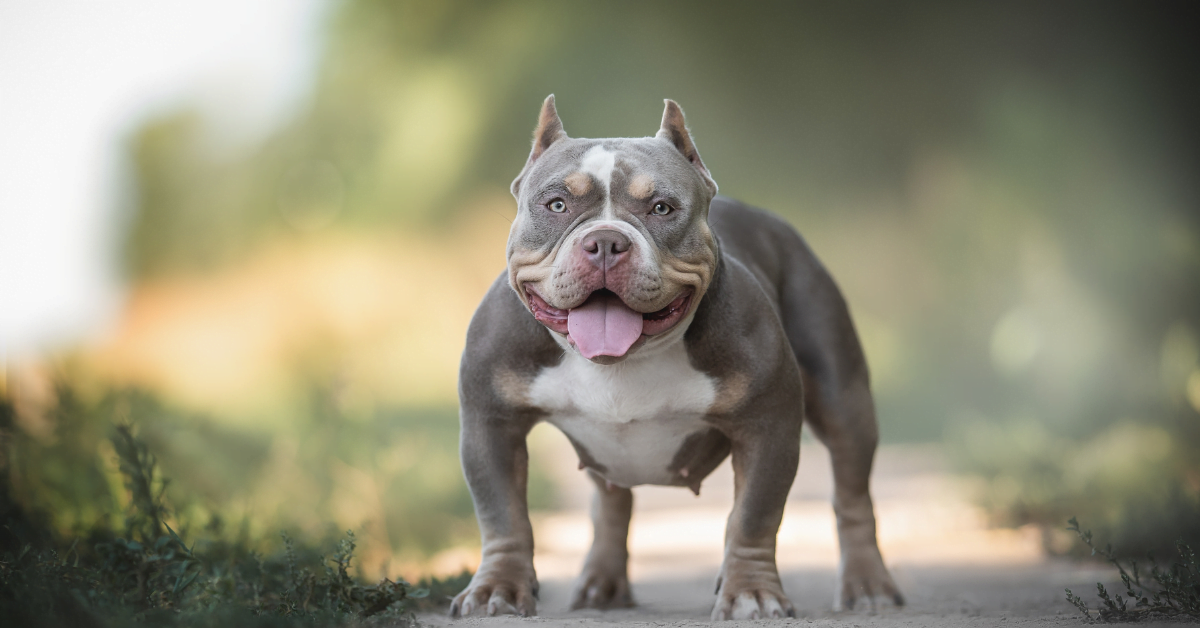 Best Upcoming Pocket Bully Breedings